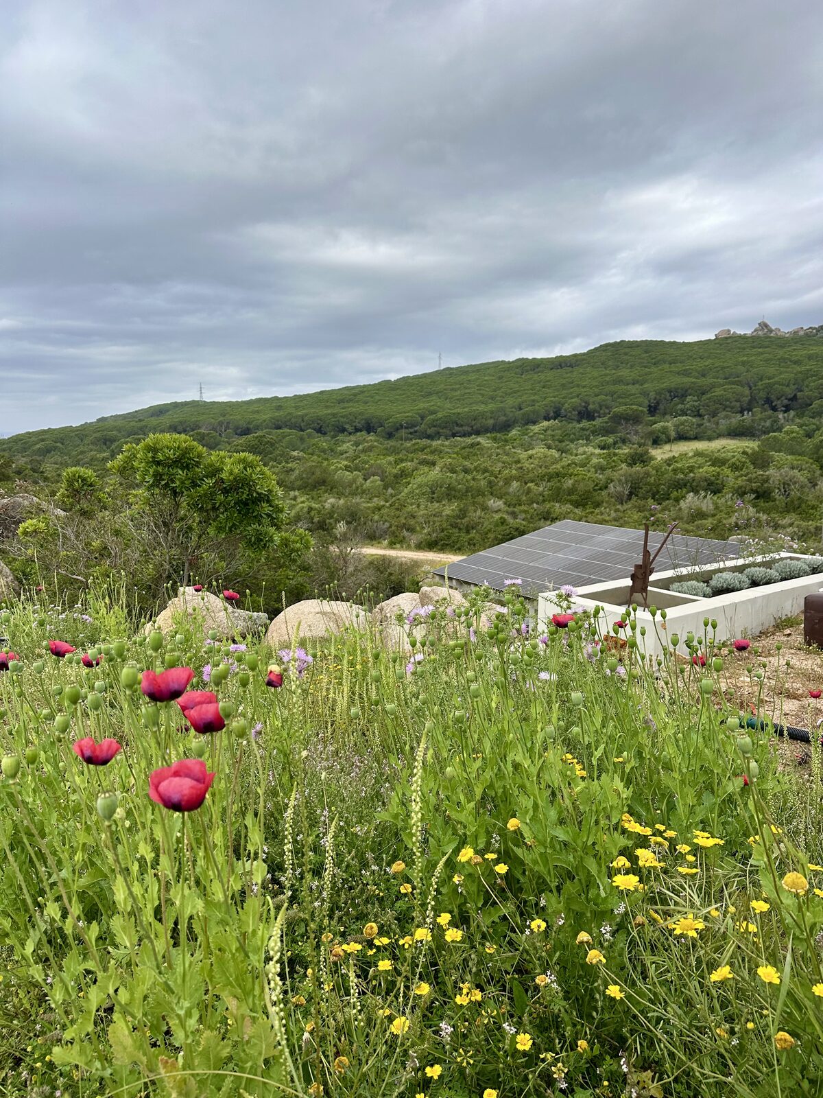 Impianto fotovoltaico immerso nella natura sarda tra fiori e macchia mediterranea – Solar-E Gallura